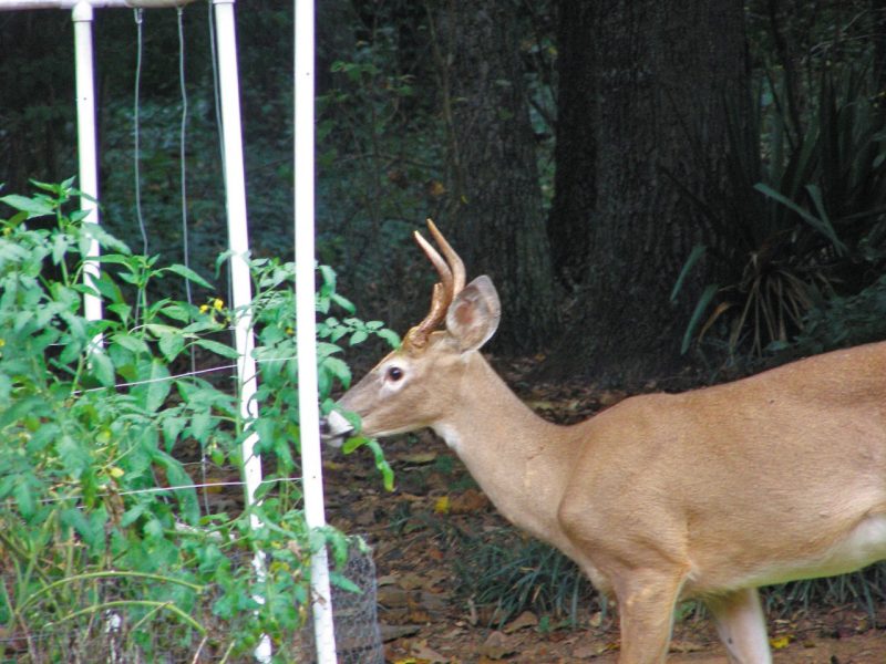 Deer unwelcome visitors