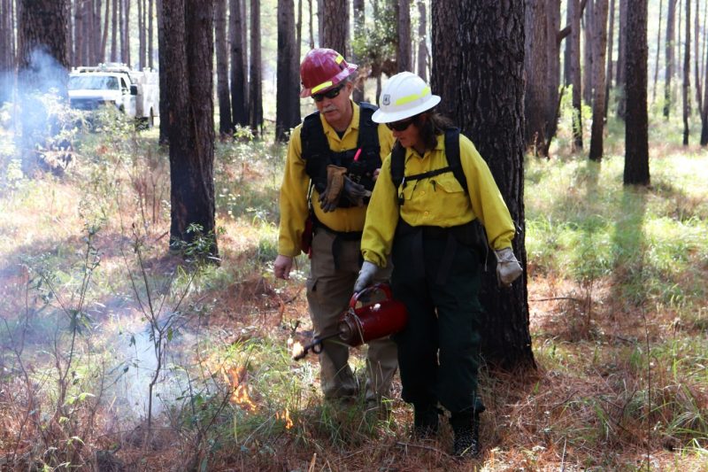 A male forester and female trainee wears personal protective gear and hard hats uses a driptorch to start a prescribed burn.