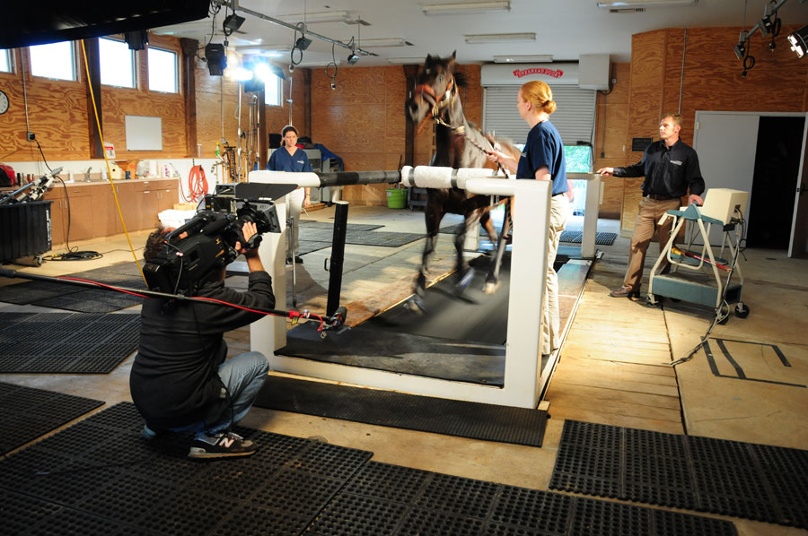 Lola, a six-year-old thoroughbred mare, runs on the equine medical center's high-speed treadmill.