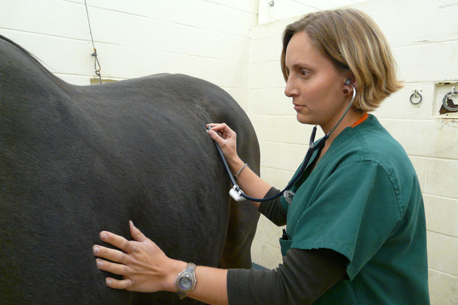 LVT Jennifer Stanley monitors a patient in the Harry T. Peters Large Animal Hospital in the Virginia-Maryland Regional College of Veterinary Medicine at Virginia Tech.