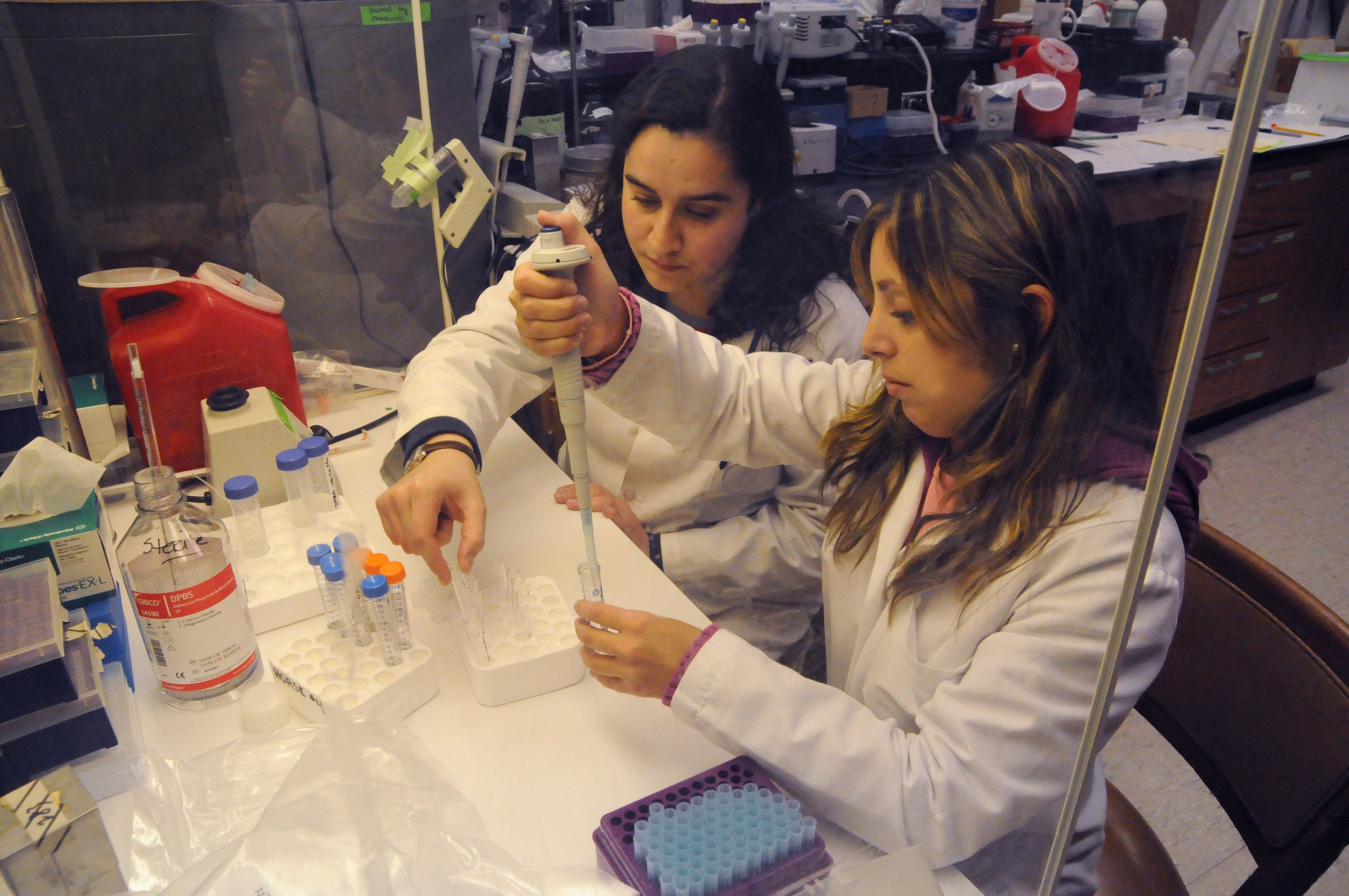 Dr. Marianne Werner (left), a veterinarian from Chile, and Sofia Oettinger (right), a veterinary student from the University of Austral in Chile who is conducting research as part of her senior thesis, work in Dr. Virginia Buechner-Maxwell's lab in the Virginia-Maryland Regional College of Veterinary Medicine at Virginia Tech.