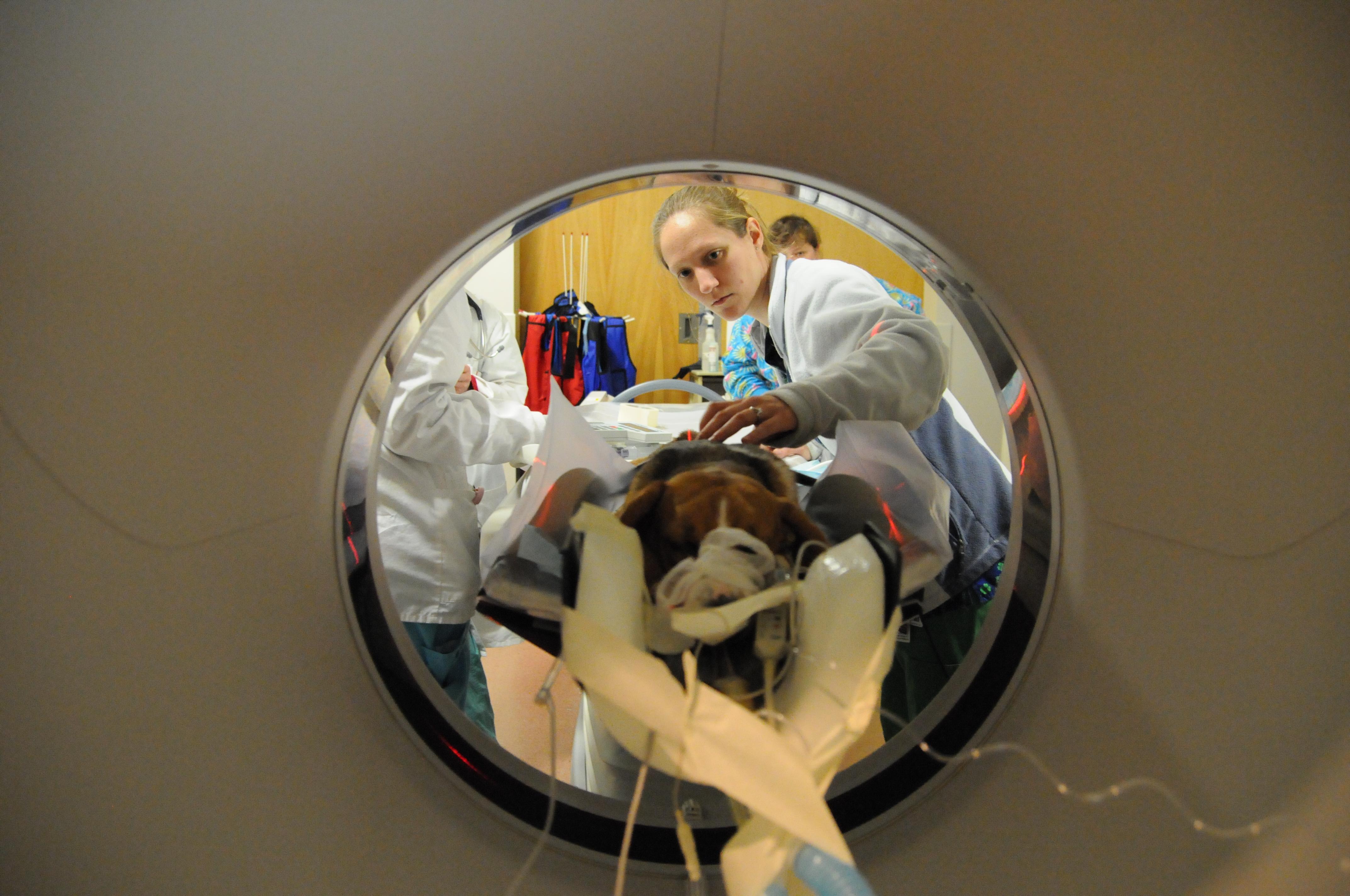 Radiologic Technologist Valerie Ishman positions a patient in the Veterinary Teaching Hospital's new Toshiba Aquilion 16-slice Computed Tomography machine. 