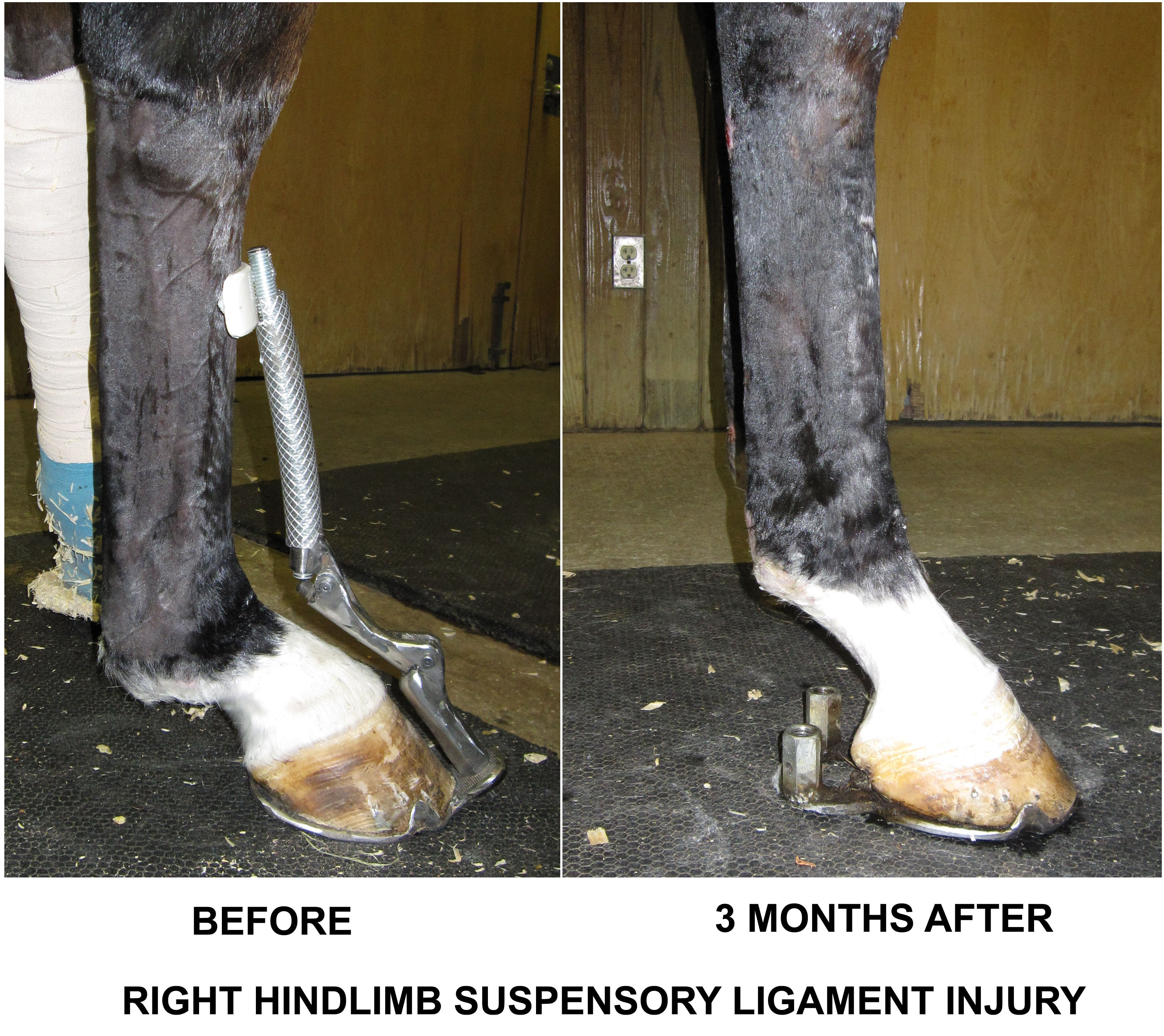 Before treatment, the horse's right fetlock (pictured at left) was measured at a 125-degree angle; after three months of treatment (image on right) the angle of the joint is in a more normal position. The horse is currently wearing normal shoes.