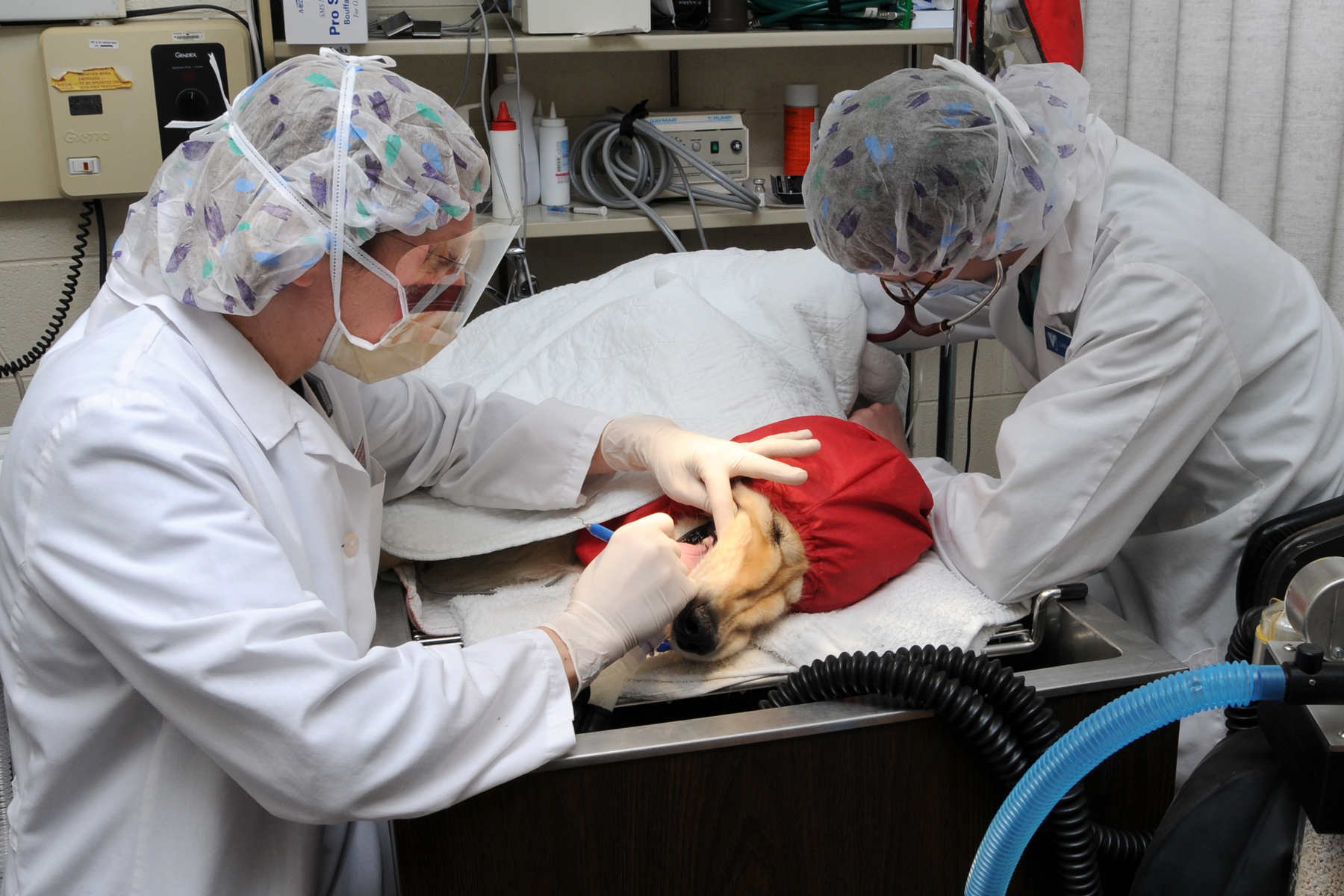 A dog dental exam at the Veterinary Teaching Hospital