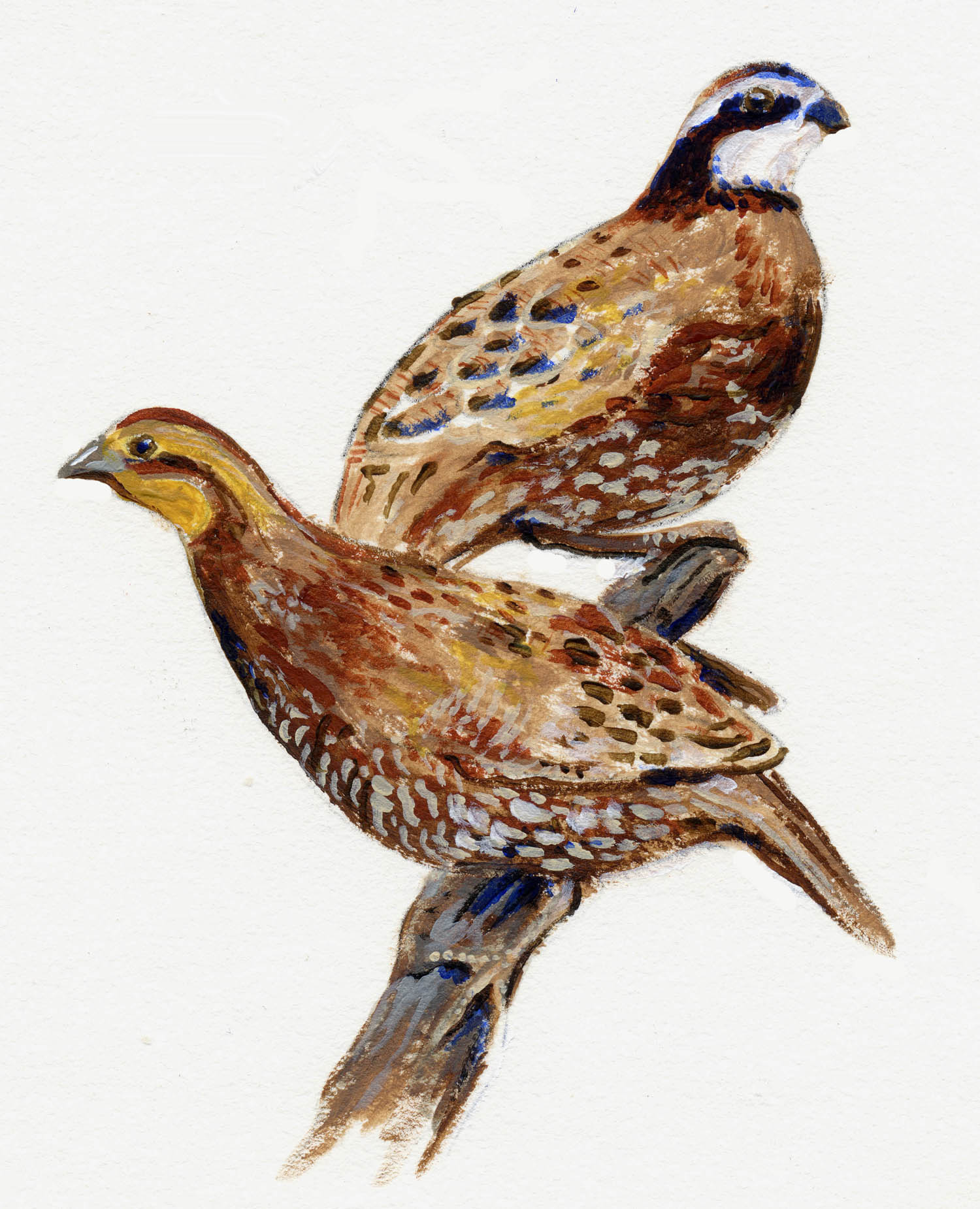 Quail illustration shows two painted birds