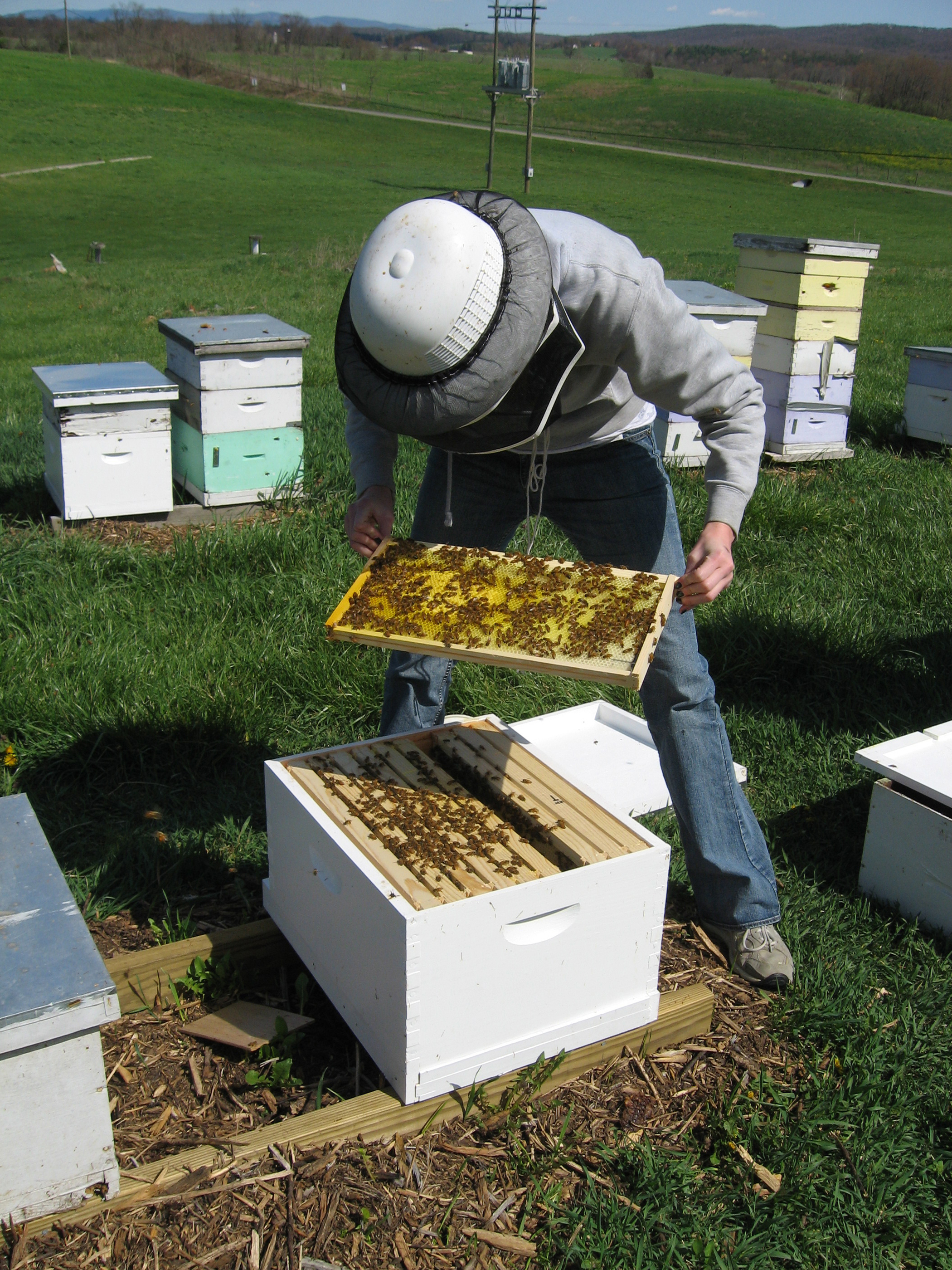 Beekeeper conducting routine hive inspection
