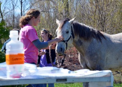 Vet student prepares horse for anesthesia