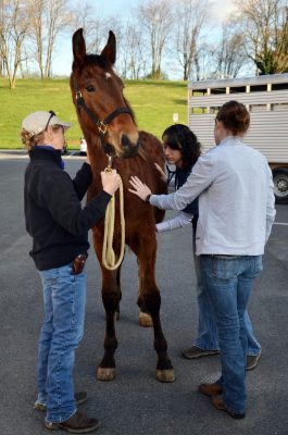 Student takes vital signs of horse at gelding clinic