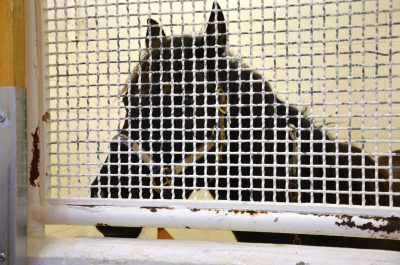 A horse waits for surgery at gelding clinic