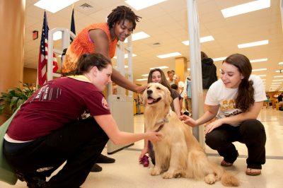 Hokies with a therapy dog