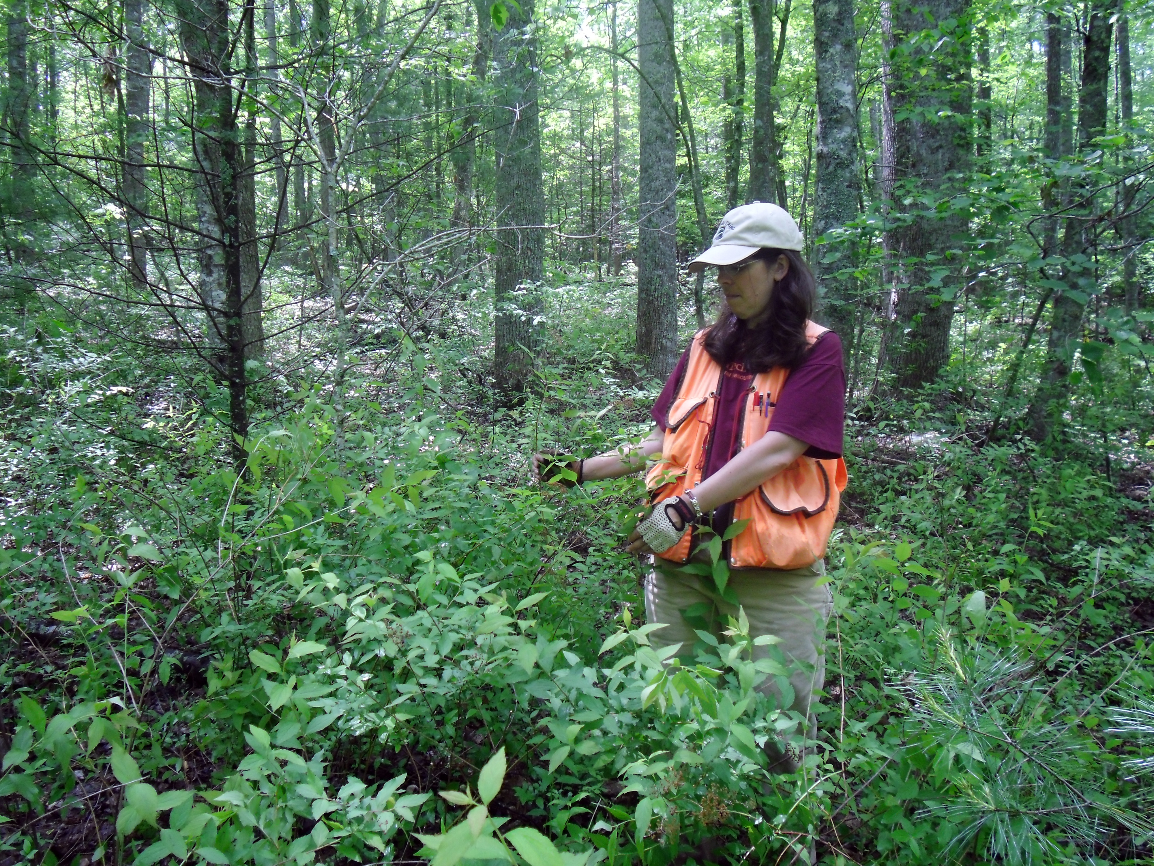 Carolyn Copenheaver standing in front of a shrub in a forest