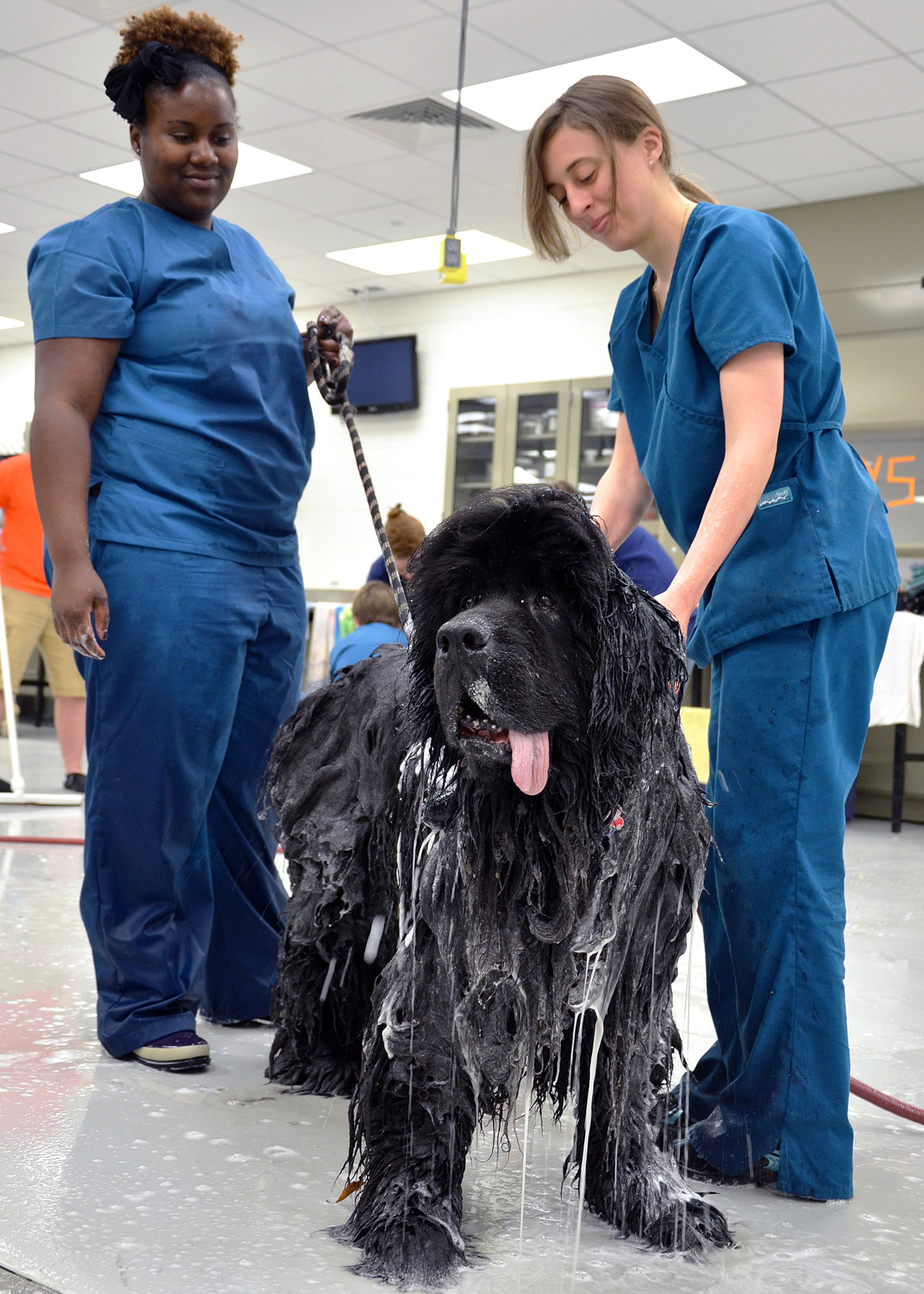 Veterinary students wash a dog