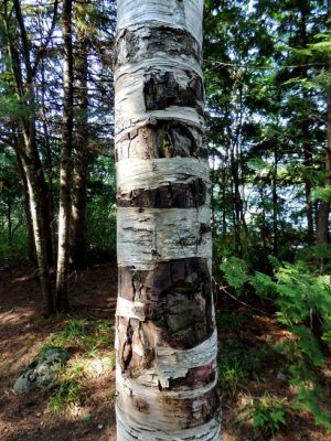 A birch tree partially stripped of its bark.