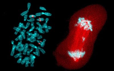 At left, three copies of chromosome 13, are labeled in red. At right, during one of the last steps of cell division, known as anaphase, chromosomes (in blue) move to opposite ends of the cell (in red) in preparation for it to split in two. But here an extra chromosome lags in the middle. Increased rates of these kinds of mistakes may make cancer cells more resistant to treatment. Photo courtesy of Elsa Logarinho.