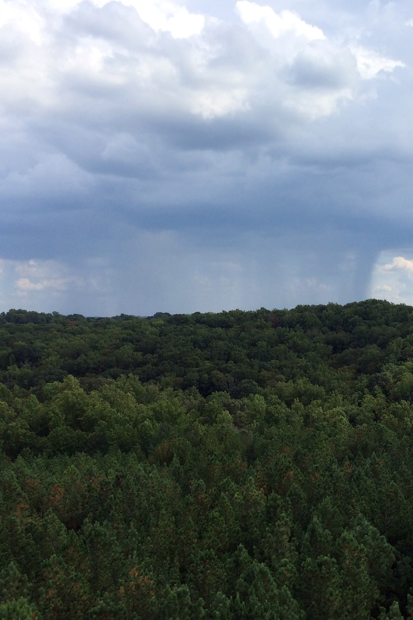 View above a dense forest with clouds above