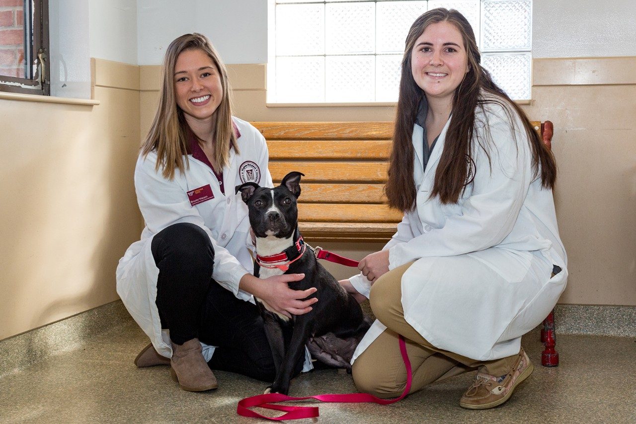 Vet students at Humane Rescue Alliance in Washington, D.C.