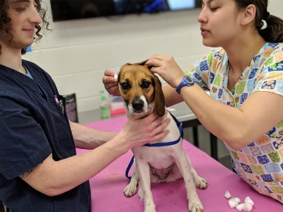 Dog wash at Virginia-Maryland College of Veterinary Medicine