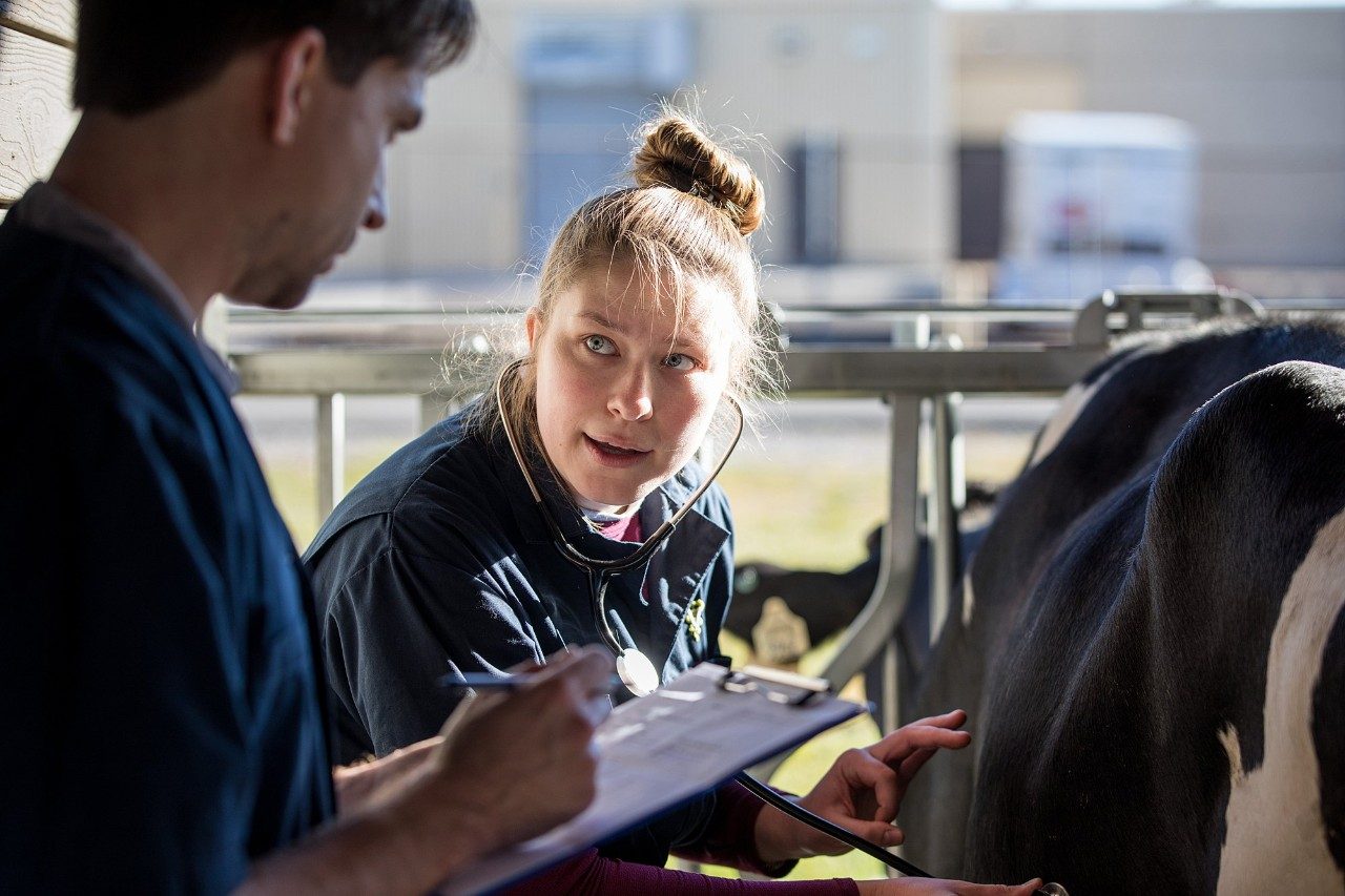 The college is now home to 21 dairy cows who will aid in the education of veterinary students. 