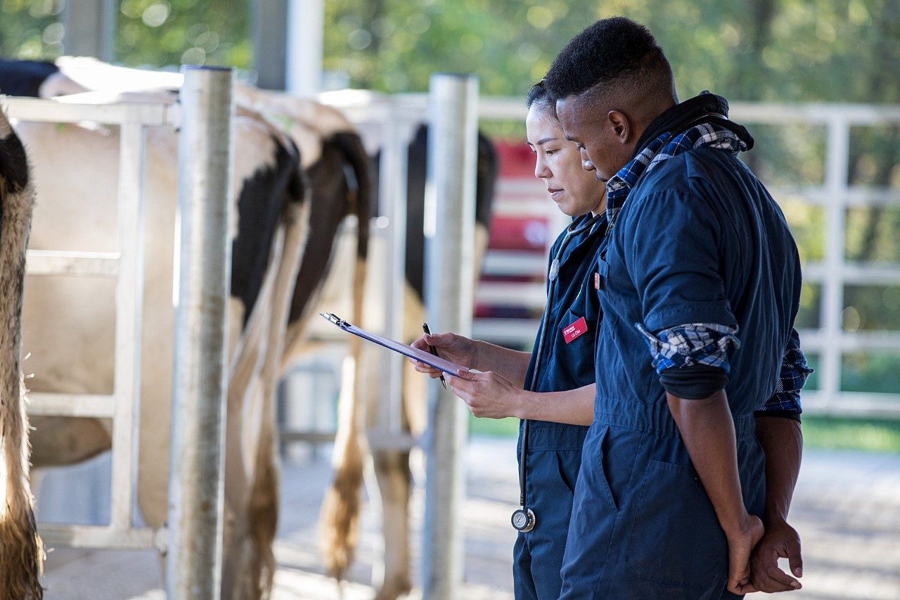 The college is now home to 21 dairy cows who will aid in the education of veterinary students. 