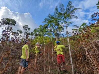 (From left) Chris Logan, Eva Colberg and Marcellin Velo inspect four-year old Parkia madagascariensis trees that survived a wildfire near Amoratandrazana. Photo by Leighton Reid.