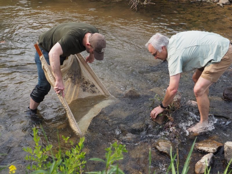 Two faculty members standing in a stream sampling for invasive crayfish.