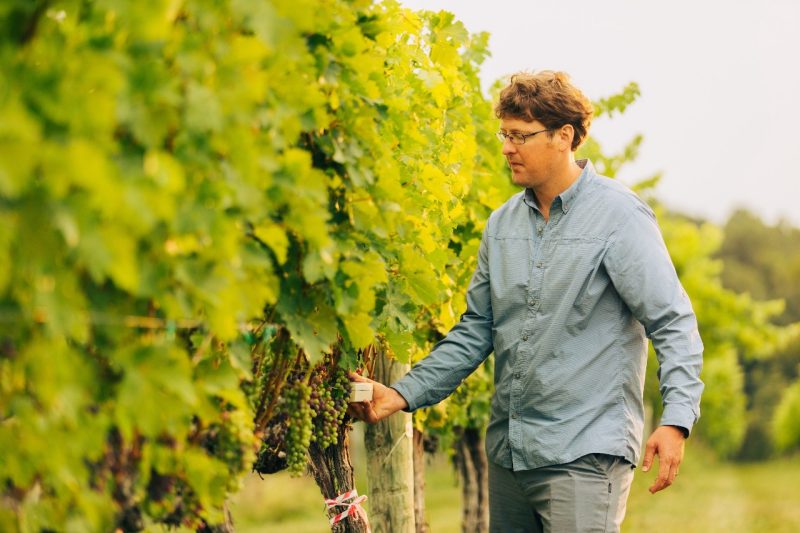 Man in button down looks at a grape vine.