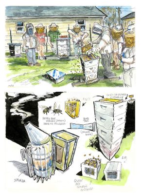 Two panel sketch of beekeepers opening and splitting honey bee boxes and also the tools they use... smoker, bee knife, frames and the shipping conainers for bee queens