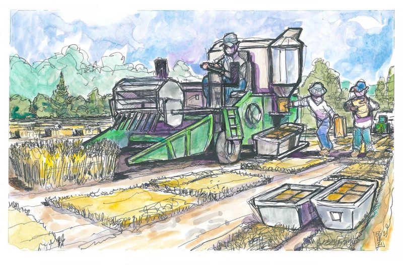 Sketch in ink and watercolor of a combine harvesting grains at Kentland Farm