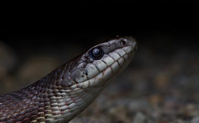 Photo of a Black Rat Snake taken by Alex Marsh in Peru.
