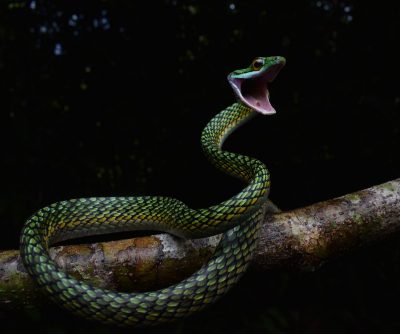 Photo of a Leptophis taken by Alex Marsh in Peru.