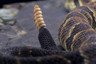 Photo of a Rattlesnake taken by Alex Marsh in Peru.