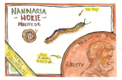 Illustration in ink and watercolor of the Nannaria Hokie Millipede 