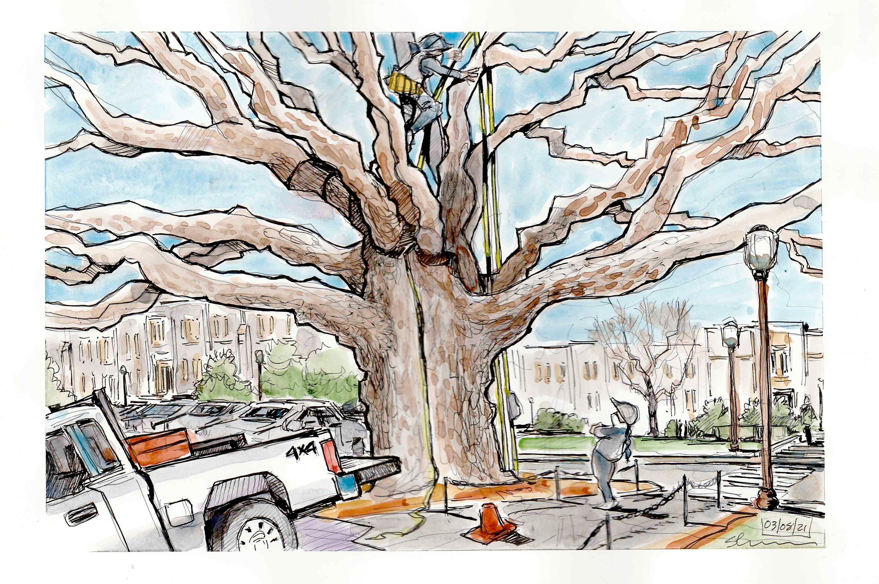 Illustration in ink and watercolor of arborists examinging the health of the Allwood Oak on the Drillfield
