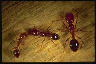 Red imported worker fire ants of various sizes