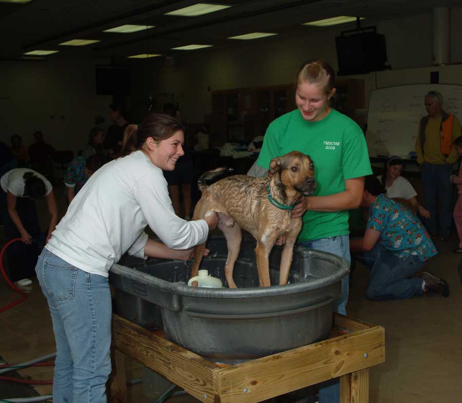 Veterinary medicine students wash a dog.
