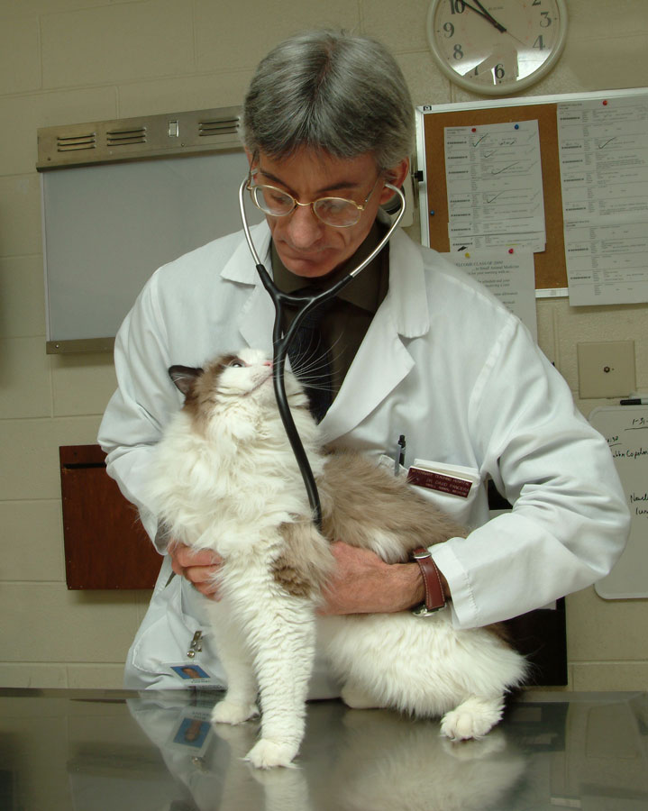 A cat receives a medical exam.