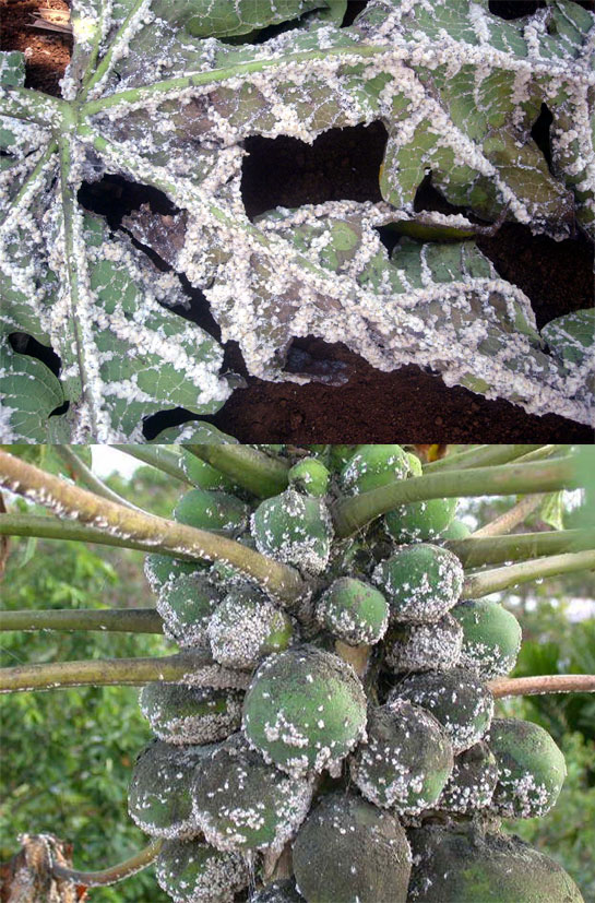 (Top) A papaya leaf heavily infested with the mealybug. (Bottom) Papaya fruits infested and destroyed by the white mealybugs and the brown, sooty mold they produce.