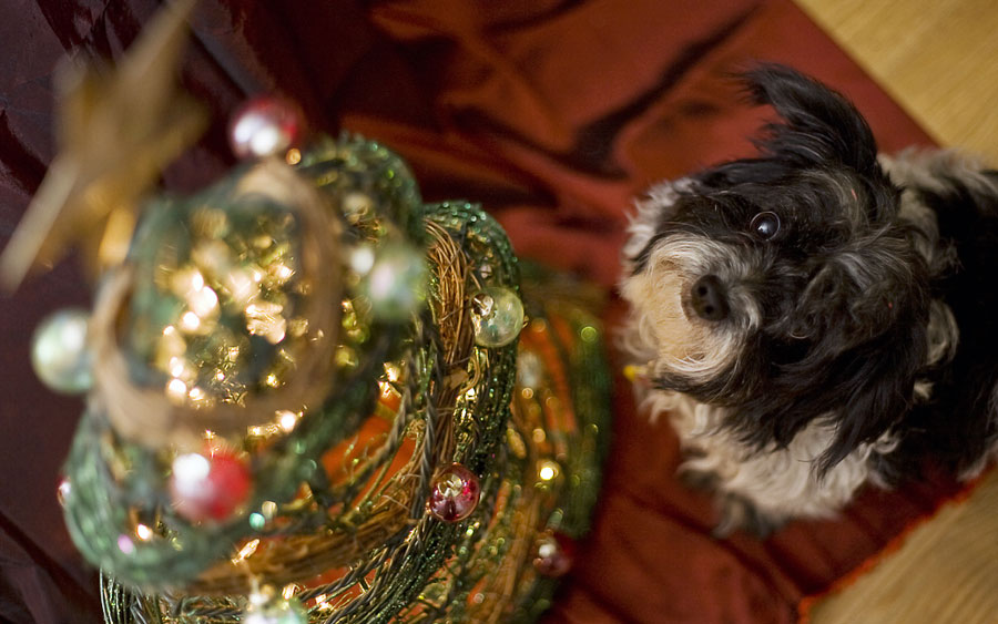 A small dog looks up at a decorated tree.