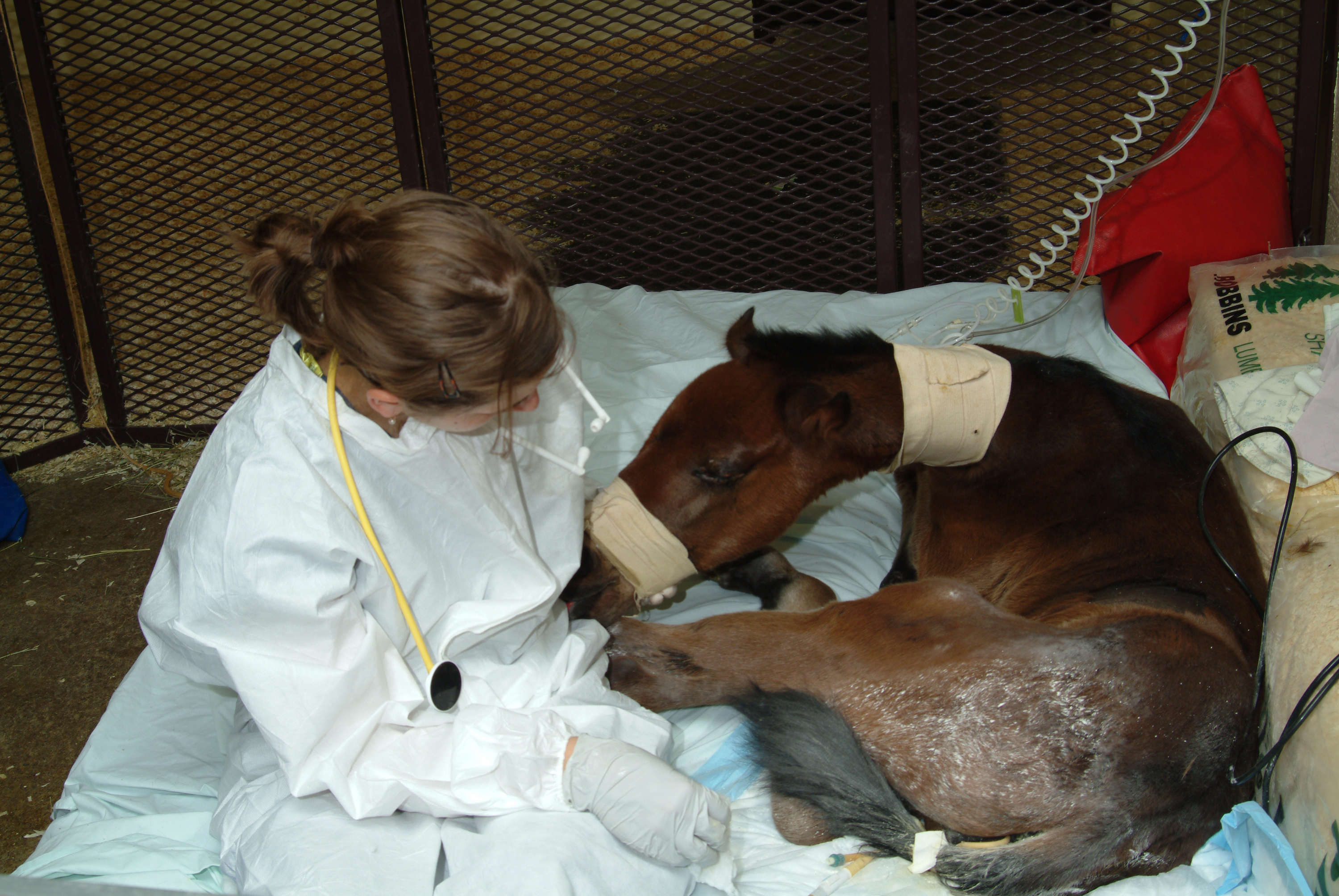 Equine medical center staff member with a foal