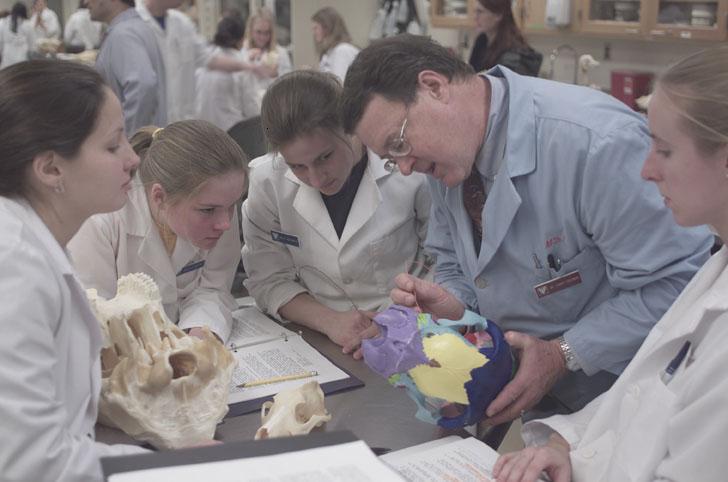 Dr. Larry Freeman works in an anatomical lab with Doctor of Veterinary Medicine students.