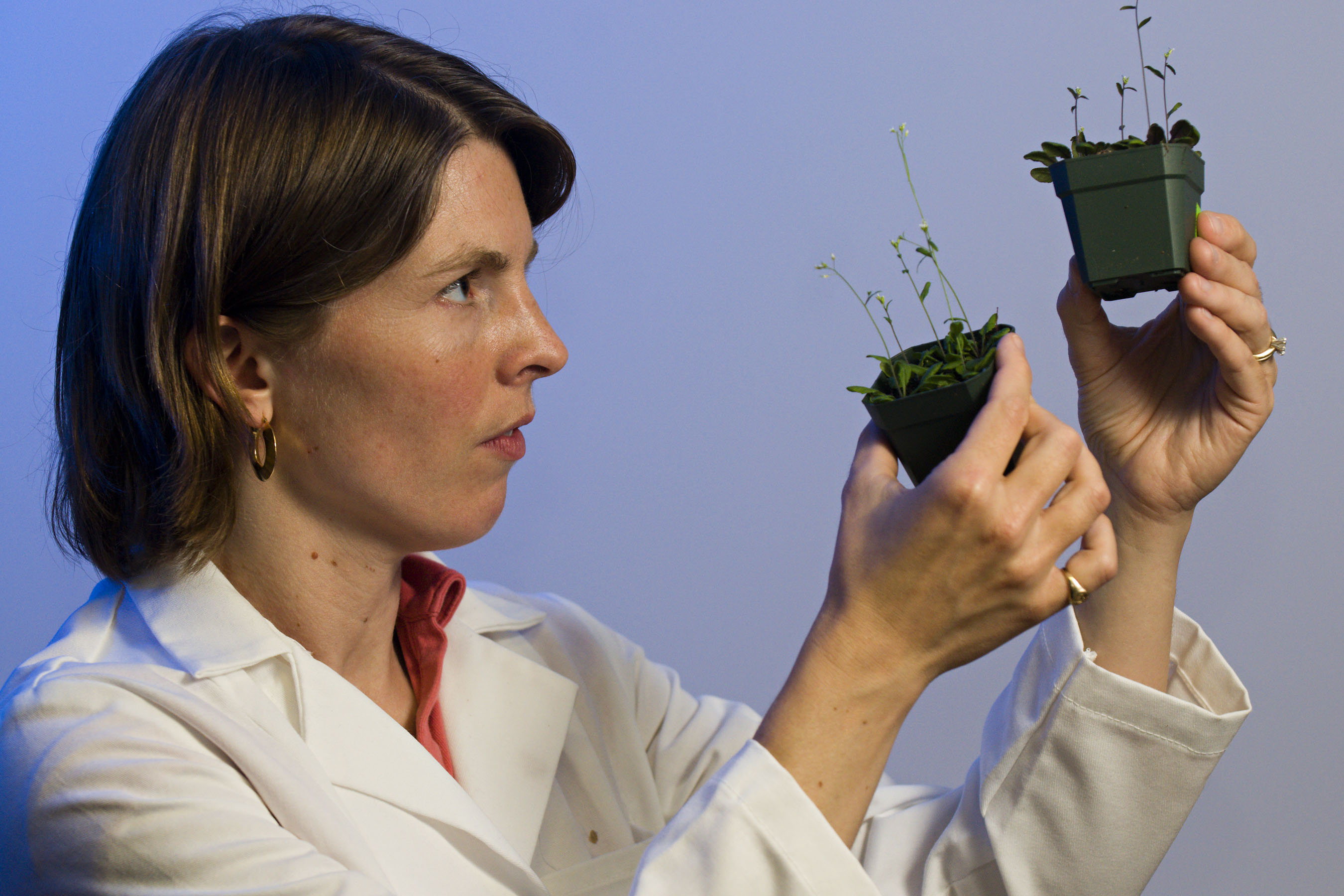 Erin Dolan, outreach director for the Fralin Life Science Institute, examines <em>Arabidopsis thaliana</em>, a model plant for many research projects. High school students participating in the Partnership for Research and Education in Plants (PREP) create controlled environments to observe responses of genetically altered versions of the plant to help university scientists determine the role of specific genes.