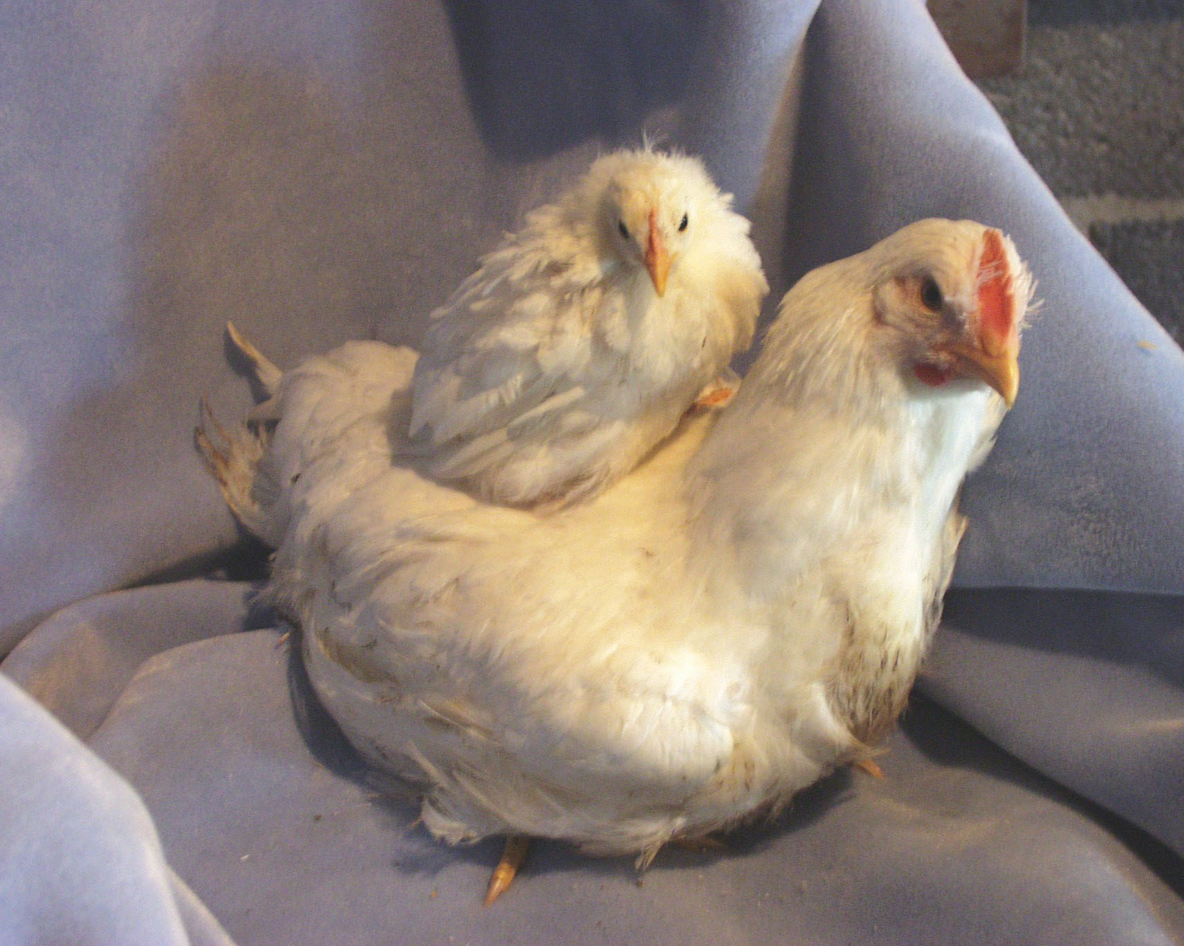 An 8-week-old high-growth chicken (bottom) is noticeably larger than a low-growth chicken (top) at the same age. On average, the high-growth chickens weigh nine times more than their low-growth counterparts.