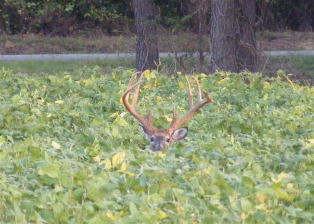 The white-tailed deer is the most sought after big game animal in North America. In Virginia, they can cause significant damage to crops and woodlots if numbers go unchecked. 