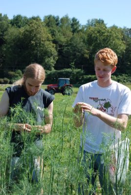 Students harvest herbs at the Dining Services Garden