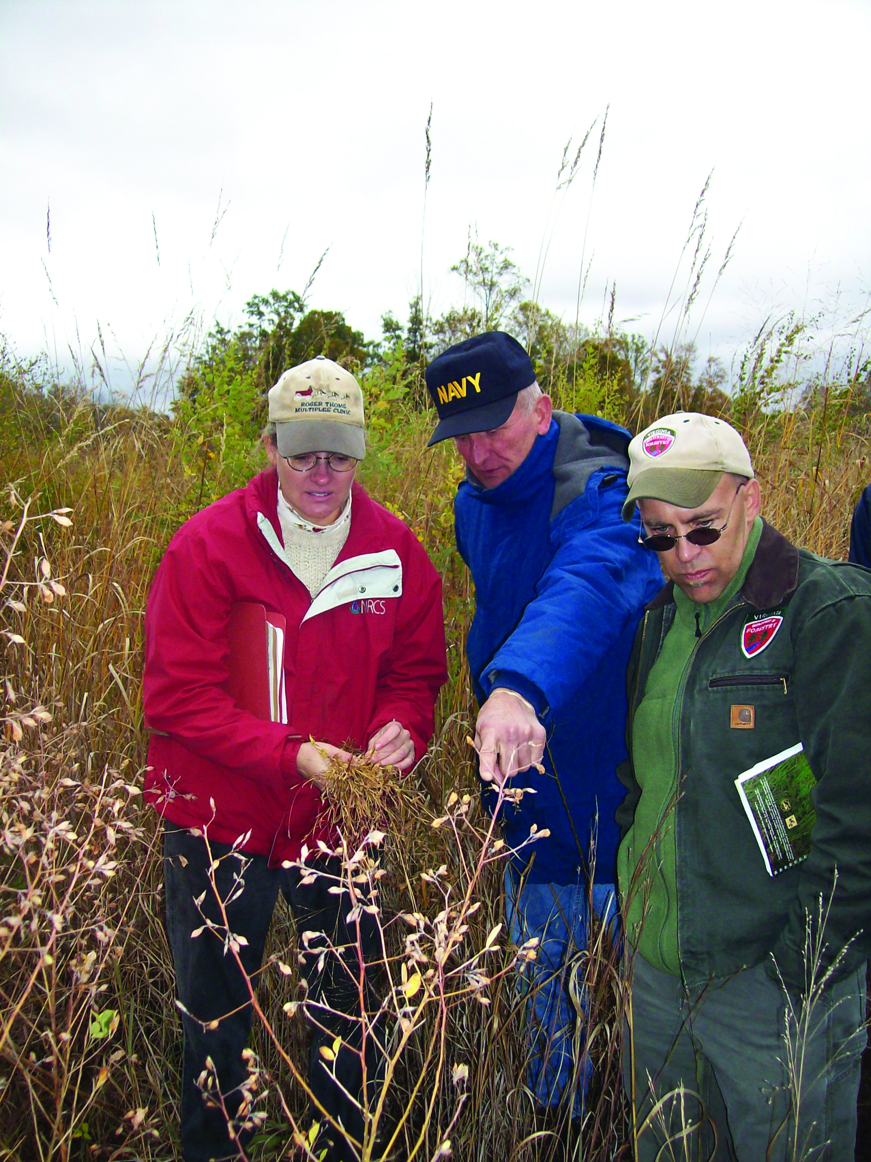 Three people examine grasses in a field.