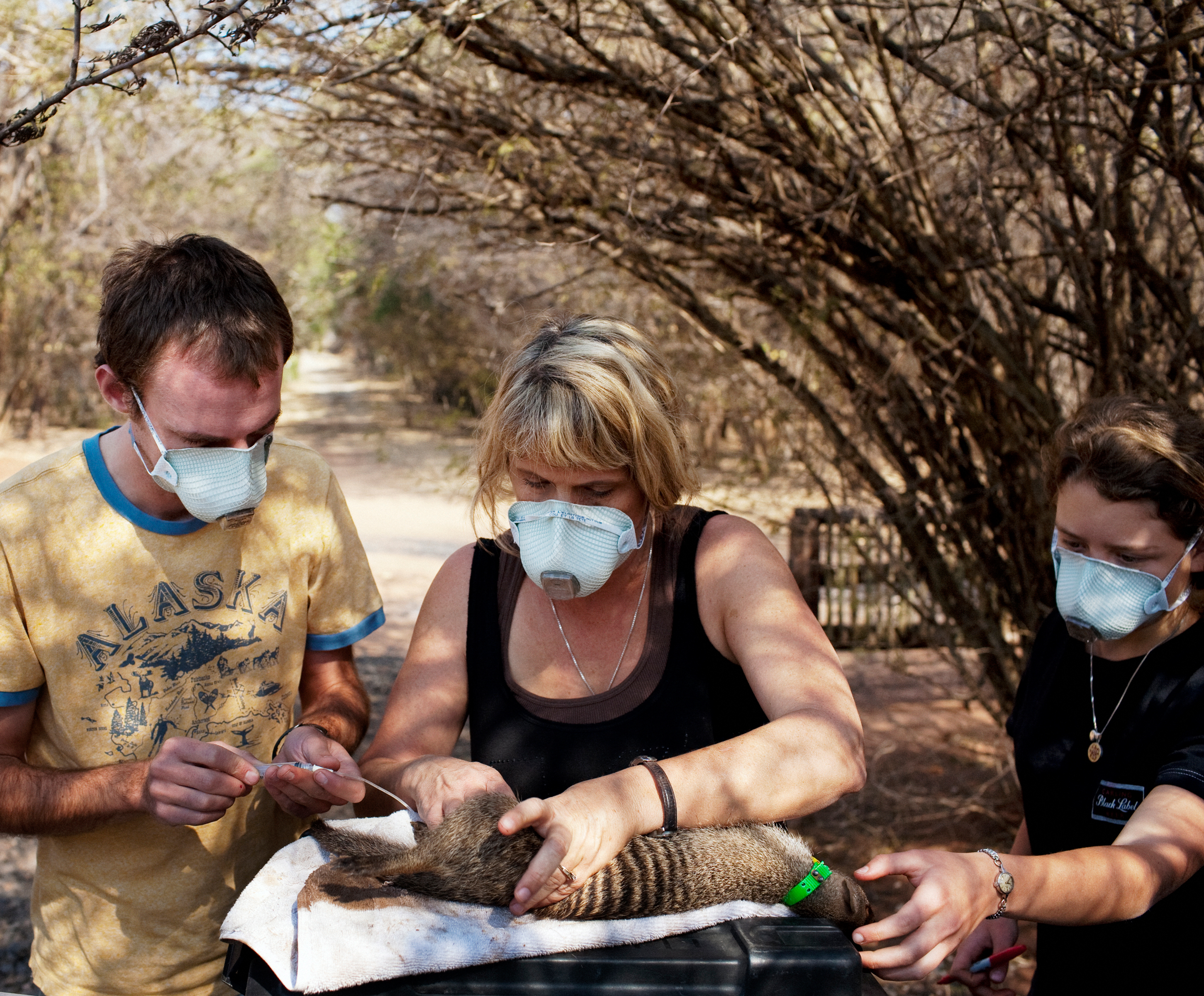 Kathleen Alexander and two students take samples from a sedated banded mongoose.