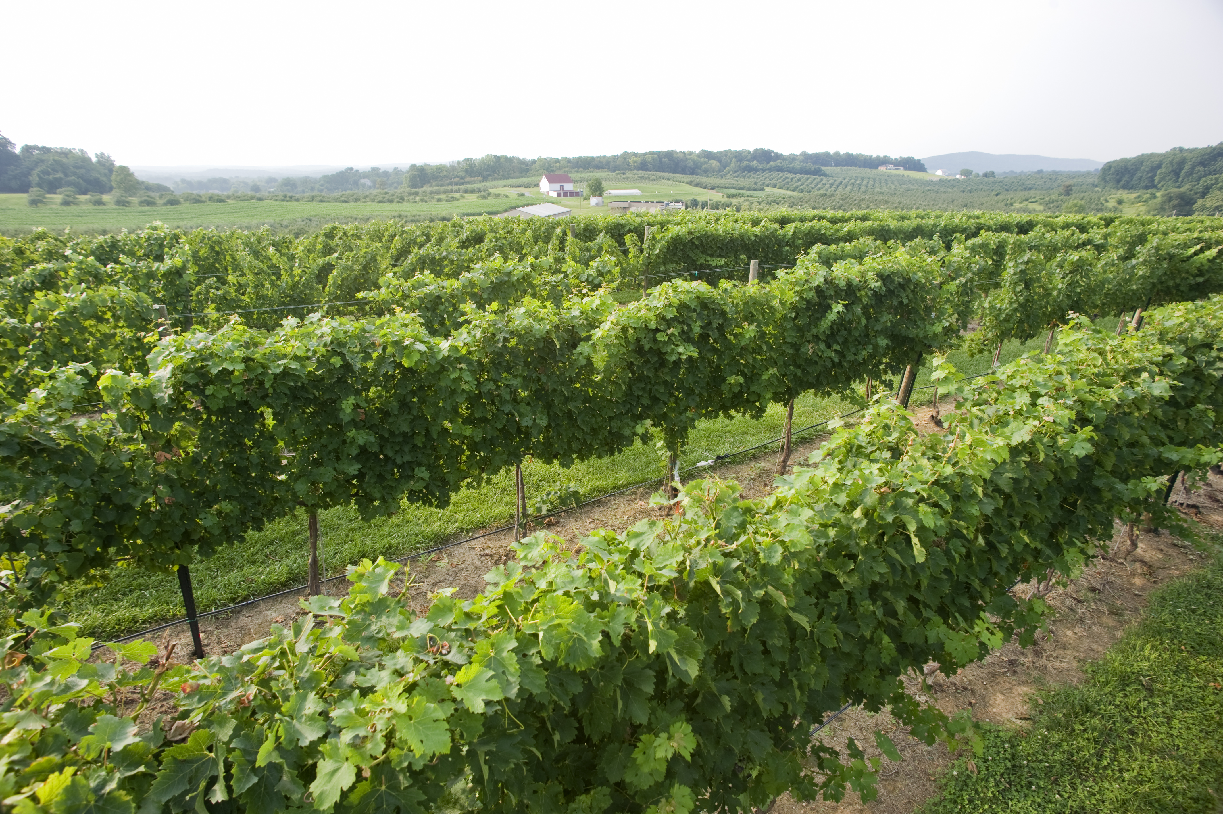 research vineyard