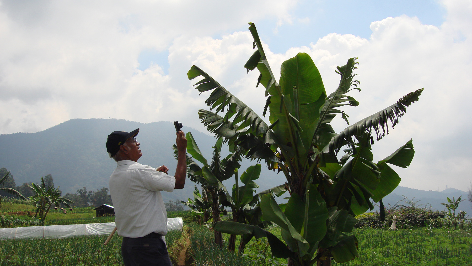 Muniappan photographs an infected banana plant.