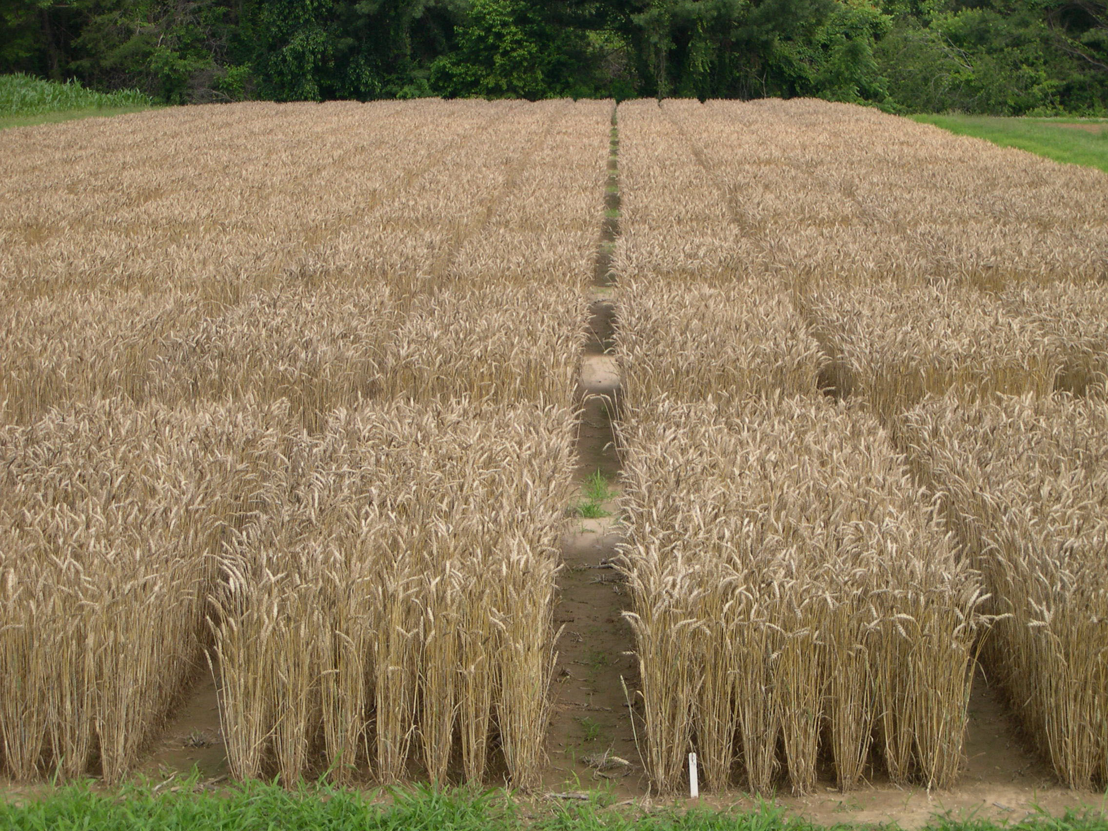 Wheat variety plots at the Eastern Virginia AREC