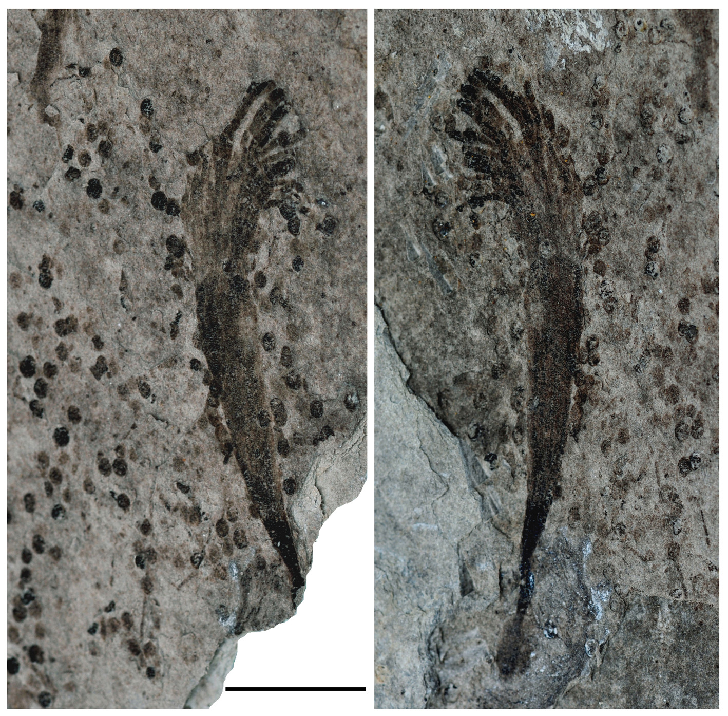 macroscopic seaweed fossil